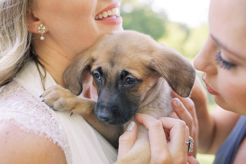 A bride and bridesmaid hold a german shepherd puppy and snuggle with it